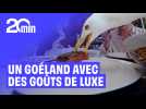 Un goéland avec des goûts de luxe