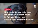 VIDEO. Une maladie mortelle pour les chiens détectée dans le Puy-de-Dôme, les vétérinaires donnent l'alerte