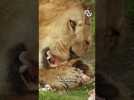 Ce zoo veut TUER vos animaux de compagnie ? #shorts