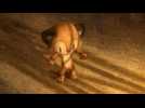 Le tigre sans rayures