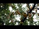 La récolte des mirabelles est lancée en Meuse et elle s'annonce positive