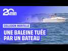 Un homme à la mer à cause d'une collision avec une baleine