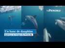 Un banc de dauphins aperçu au large du Frioul à Marseille