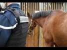 VIDÉO. Chevaux mutilés en Normandie : un suspect placé en détention provisoire pour acte de cruauté