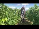 VIN / À vendanges précoces, recrutements précoces