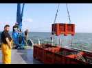 VIDÉO. De la mer à la Fête de la moule, à la pêche avec un mytiliculteur de La Plaine-sur-Mer