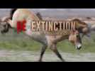 Dé-extinction, un nouvel espoir ?