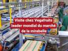 Visite chez Vegafruits à Saint-Nicolas-de-Port, leader mondial du marché de la mirabelle