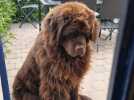 Le chien Soprano est mort après une séance de toilettage à Abbeville