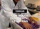 L'or rouge du Quercy, dans le Lot : le safran