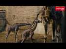 VIDÉO. Au plus près de la naissance d'un girafon, dans ce parc zoologique de l'Ouest