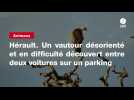 VIDEO. Hérault. Un vautour désorienté et en difficulté découvert entre deux voitures sur un parking