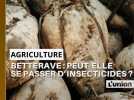 Agriculture. Découvrez notre nouvelle série dédiée à la betterave