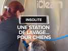 Insolite : Une station de lavage... pour chiens