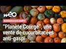 Planète courges à Gouzeaucourt