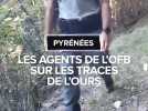 L'OFB sur la trace des ours dans les Hautes-Pyrénées