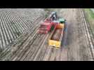 Agriculture arrachage des pommes de terre