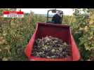 VIDÉO. Raisin sucré et pourriture noble : les vendanges tardives battent leur plein en Saumurois