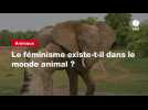 VIDEO. Le féminisme existe-t-il dans le monde animal ?