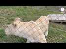 VIDÉO. Des lions de cirque recueillis en Mayenne