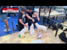 VIDÉO. Un salon du chiot qui fait fondre les visiteurs à Angers
