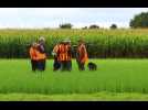 Ouverture de la chasse en plaine en Picardie