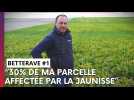 Un planteur de betterave de la Marne nous emmène dans un champ touché par la jaunisse