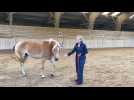 VIDÉO. Quand le cheval révèle le manager que vous êtes