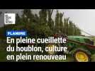 À la découverte de la culture du houblon, en plein renouveau
