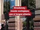 Inauguration du musée zoologique
