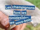 Les champignons jouent les timides en ce début d'automne 2025