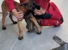 Gard : Apy, la nouvelle recrue des pompiers