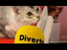 Retour sur le Festival des Chats