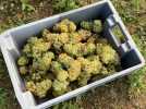 Premières vendanges dans le Vimeu