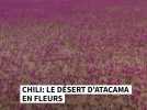 Le désert le plus sec du monde est en fleurs au Chili
