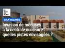 Quelles solutions pour endiguer les invasions de méduses à la centrale nucléaire de Gravelines