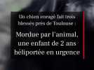 Un chien enragé fait trois blessés près de Toulouse : mordue par l'animal, une enfant de 2 ans héliportée en urgence