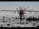 VIDÉO. Grande marée : les pêcheurs à pied ont rendez-vous avec les huîtres et les crevettes