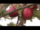 ARBORICULTURE / Récolte des pommes : belle saison en Indre-et-Loire