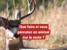 Que faire si vous percutez un animal sur la route ?