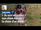 « Je suis en colère » : son chien tué par la chute d'un arbre à Bailleul