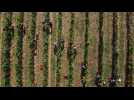 Les vignobles hongrois menacés par l'explosion d'une maladie grave de la vigne