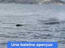 Les belles images d'une baleine aperçue dans la baie de Cannes