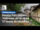 Dennlys Parc prépare Halloween en récoltant 10 tonnes de citrouilles