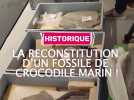 La reconstitution d'un fossil de crocodile