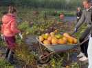 DennebrSucq : des bénévoles installent les citrouilles pour Halloween à Dennlys Parc