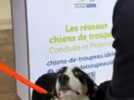 Élevage - Au Sommet de l'élevage, on découvre comment de 4 mois à 4 ans, le border collie devient maitre du troupeau