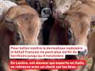 Dermatose nodulaire : un éleveur lozérien témoigne après l'interdiction d'exporter ses bovins