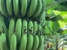 Les toutes premières bananes made in Montpellier poussent à Lansargues