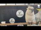 VIDÉO. Quels sont ces oiseaux primés au championnat d'ornithologie de Bretagne ?